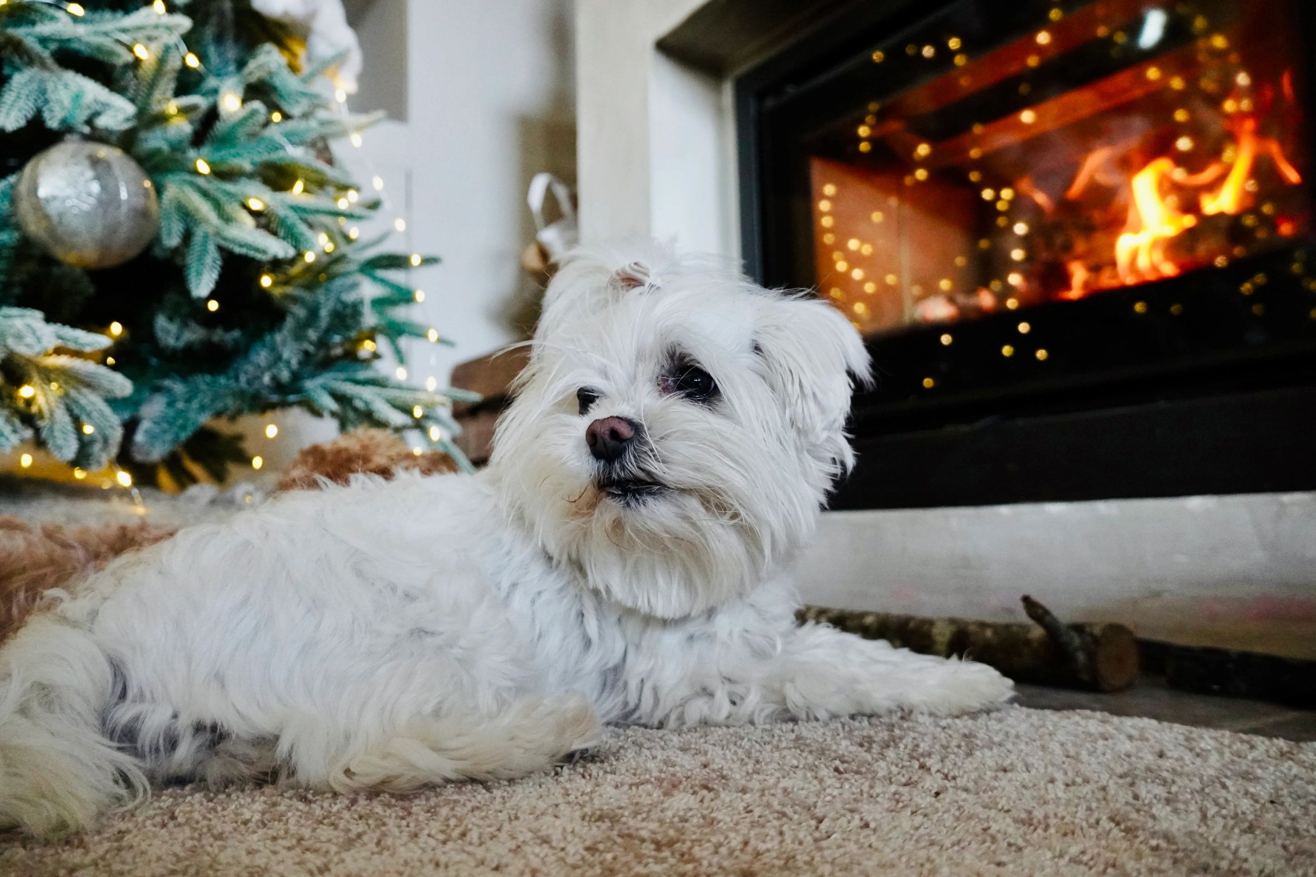 Cozy Christmas living room with fireplace and tree